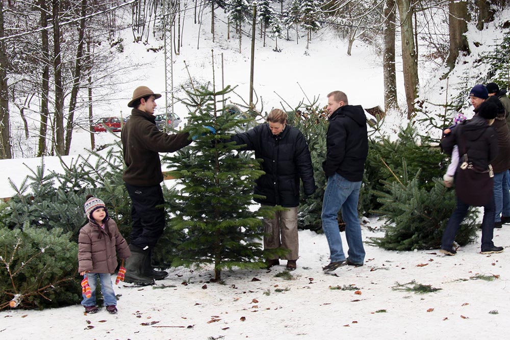 Weihnachtsbaumverkauf auf dem Serrerhof