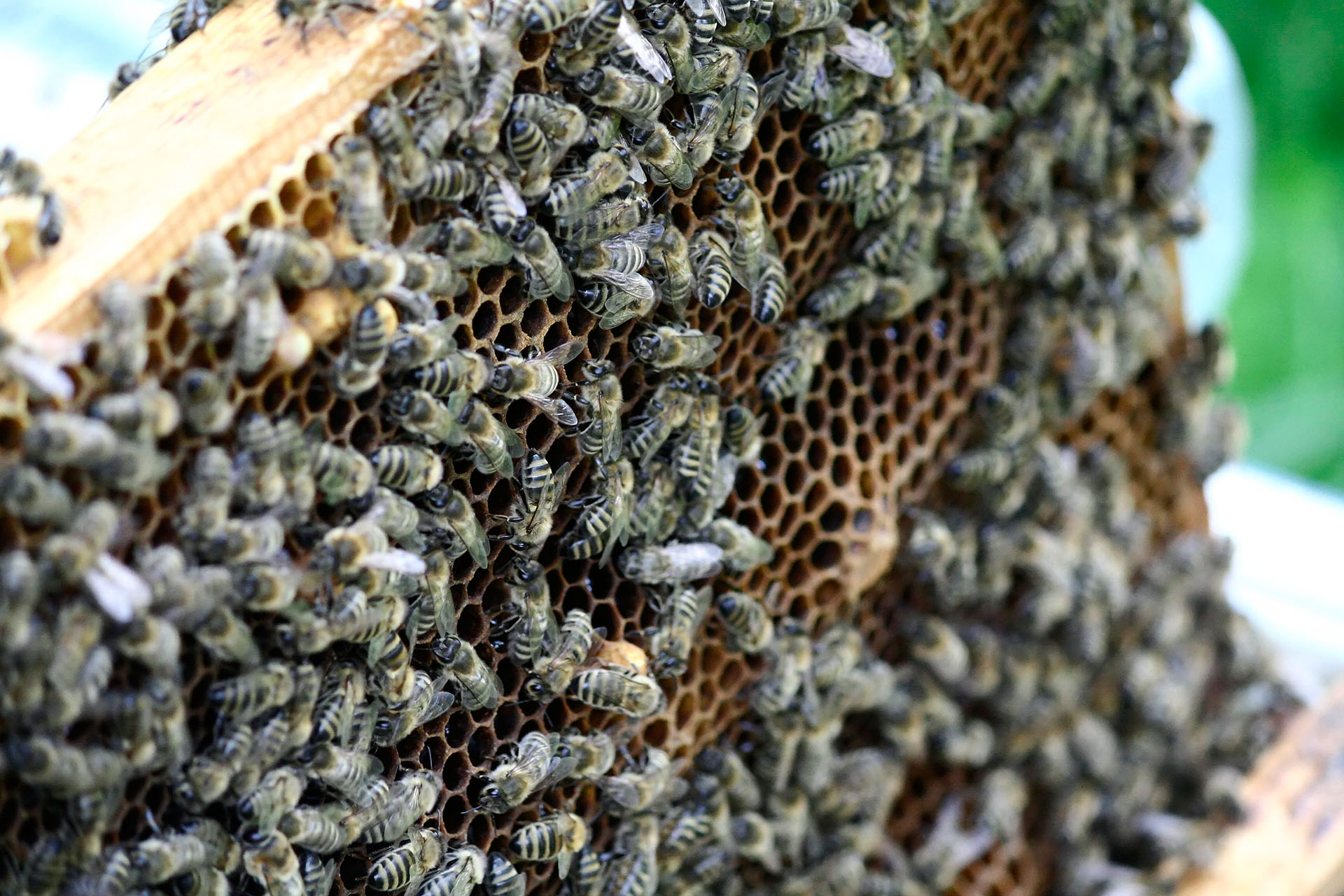 Bienen bei der Arbeit