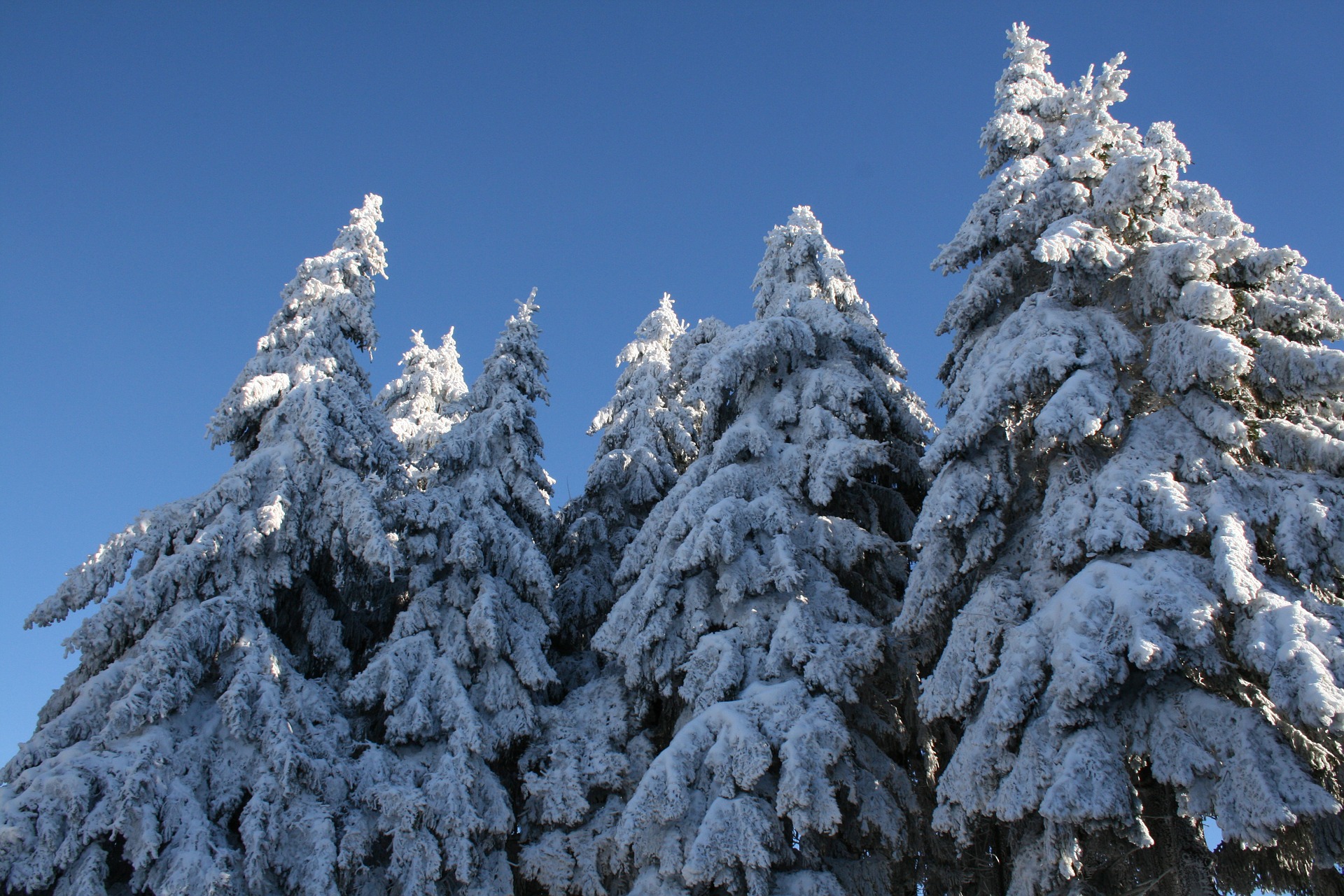 Christbaumkultur im Schnee